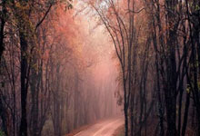 KAIYUN：阿夫迪亚31+16+8开拓者大胜灰熊 爵士主场轻取奇才.